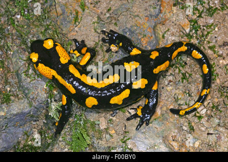 Salamandre terrestre européen (Salamandra salamandra), sur une pierre, vue du dessus, Allemagne Banque D'Images