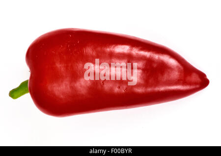 Le piment de cayenne, paprika (Capsicum annuum), sweet paprika rouge Banque D'Images