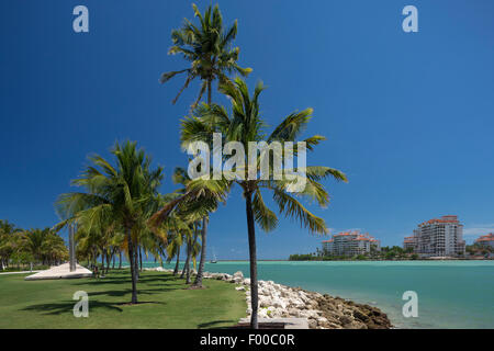 Palmiers SOUTH POINTE PARK MIAMI BEACH FLORIDE USA Banque D'Images