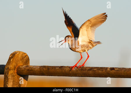 Chevalier gambette (Tringa totanus), debout sur une balustrade de bois avec les ailes étendues, attirant et inquiétant , Belgique Banque D'Images