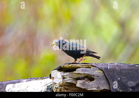 Étourneau sansonnet Sturnus vulgaris zetlandicus plumage nuptial adultes avec de la nourriture au nid du Quendale Mill Banque D'Images