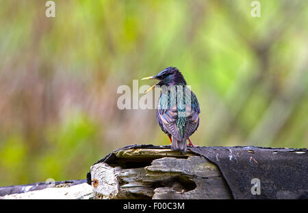 Étourneau sansonnet Sturnus vulgaris zetlandicus plumage nuptial adultes site de nidification à Quendale Mill Banque D'Images