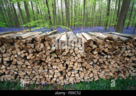 Bluebell atlantique (Hyacinthoides non-scripta, Endymion non-scriptus, Scilla non-scripta), pile de bois dans la forêt de hêtres avec Atlantic bluebells, Belgique, Hallerbos Banque D'Images