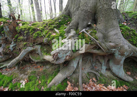 Le hêtre commun (Fagus sylvatica), racines de hêtre en forêt au printemps, Belgique Banque D'Images