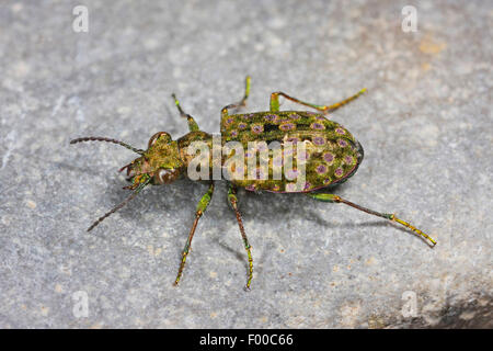 Des zones humides (moins les carabes Elaphrus riparius riparius, Trichelaphrus), sur une pierre, Allemagne Banque D'Images