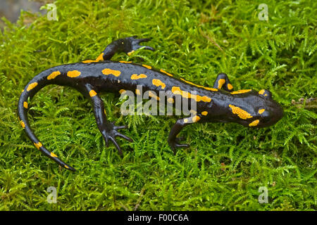 Salamandre terrestre européen (Salamandra salamandra), sur la mousse, vue du dessus, Allemagne Banque D'Images