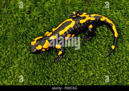Salamandre terrestre européen (Salamandra salamandra), sur la mousse, vue du dessus, Allemagne Banque D'Images