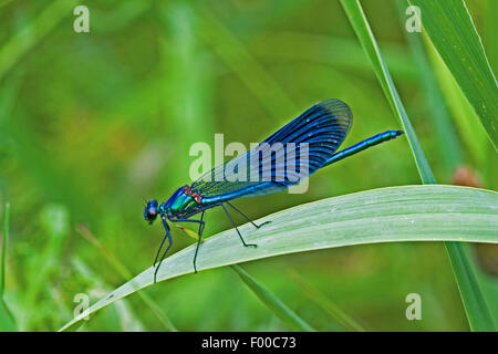 Blackwings bagués, bagués agrion, bagués (Calopteryx splendens, demoiselle Agrion splendens), homme assis sur une tige, Allemagne Banque D'Images