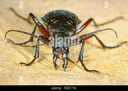 Domaine zabre (Carabus granulatus), vue avant, Allemagne Banque D'Images