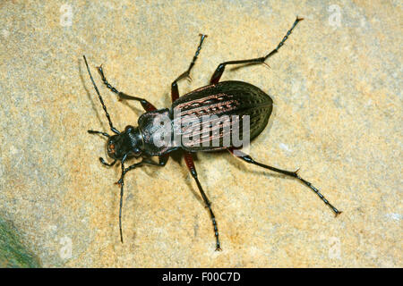 Domaine zabre (Carabus granulatus), sur une pierre, Allemagne Banque D'Images