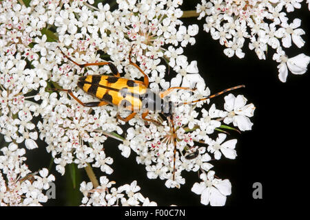 Repéré Longhorn, jaune-noir Longhorn Beetle (Strangalia maculata, Stenurella maculata, Leptura maculata, Rutpela maculata), sur une fleur, Allemagne Banque D'Images