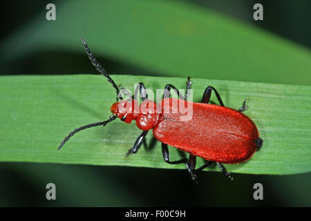 Le Cardinal Beetle, coléoptères, Cardinal cardinal à tête rouge (Pyrochroa serraticornis beetle), sur une feuille, Allemagne Banque D'Images