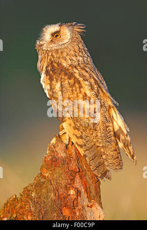 Long-eared Owl (Asio otus), percher sur souche d'arbre au bord de la forêt dans la lumière du soir, Belgique Banque D'Images