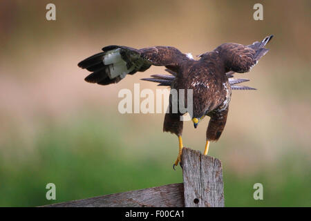 Eurasian buzzard (Buteo buteo), l'atterrissage sur la Belgique, sur pilotis en bois Banque D'Images