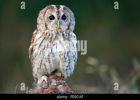 Chouette hulotte eurasien (Strix Aluco enr), assis sur un arbre s'accrocher à la lisière de la forêt dans la lumière du soir, Belgique Banque D'Images
