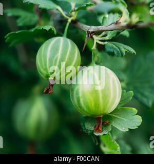 Les groseilles à maquereau vert frais. Les Baies Organiques de plus en plus libre sur une branche de Gooseberry Bush. Groseille Mûre dans le jardin de fruits. T Banque D'Images