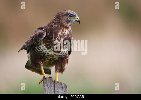 Eurasian buzzard (Buteo buteo), assis sur un affût, Belgique, sur pilotis en bois Banque D'Images