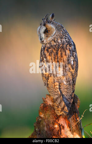 Long-eared Owl (Asio otus), percher sur souche d'arbre au bord de la forêt dans la lumière du soir, Belgique Banque D'Images