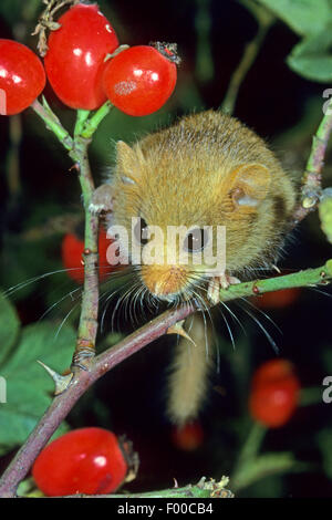 Loir, commune du loir (Muscardinus avellanarius hazel), clims et se nourrit d'une brindille avec rose-hanches, Allemagne Banque D'Images