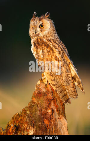 Long-eared Owl (Asio otus), percher sur souche d'arbre au bord de la forêt dans la lumière du soir, Belgique Banque D'Images