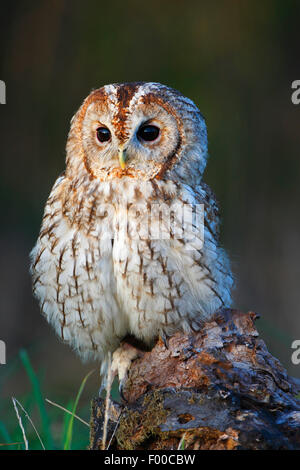 Chouette hulotte eurasien (Strix Aluco enr), assis sur un arbre publier dans la lumière du soir, Belgique Banque D'Images