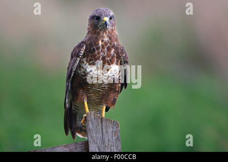 Eurasian buzzard (Buteo buteo), assis sur un affût, Belgique, sur pilotis en bois Banque D'Images