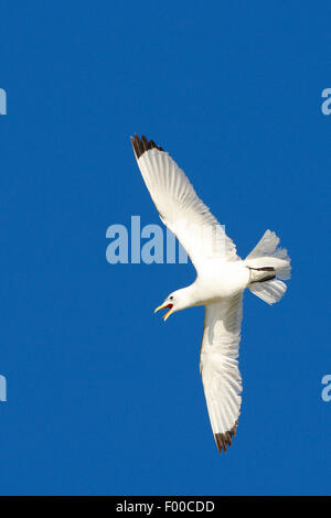 Mew Gull (Larus canus), en vol dans le ciel bleu, la Norvège Banque D'Images