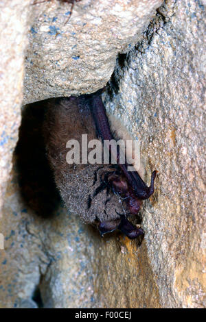 À vibrisses (Myotis mystacinus), suspendu la tête la première dans les crevasses, Allemagne Banque D'Images