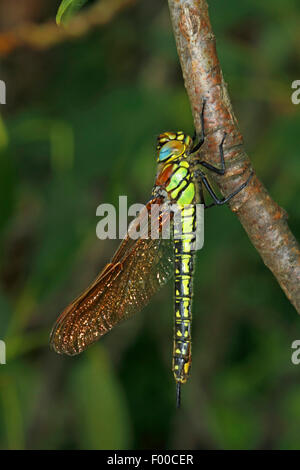 Hairy moindre libellule, libellule velu, poilu, Hawker Hawker Printemps (Brachytron pratense, Brachytron hafniense), femelle à une brindille, Allemagne Banque D'Images