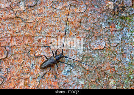 Le longicorne Carpenter (Monochamus sartor), mâle sur l'écorce, Allemagne Banque D'Images