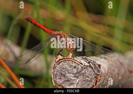 Sympetrum commun, commun vert (Sympetrum striolatum), homme assis sur une branche cassée, Allemagne Banque D'Images