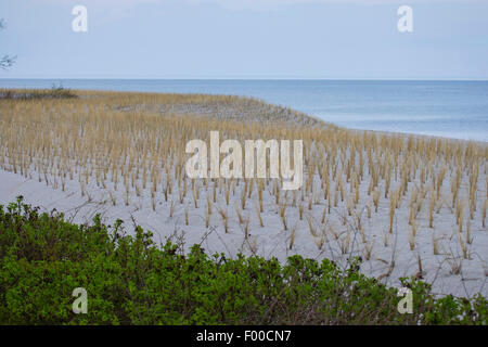 Plage de l'herbe, d'oyats européenne, l'ammophile, psamma, sable de mer-reed (Ammophila arenaria), plantation de végétation des dunes avec des herbes pour la protection de la côte de la plage, l'Allemagne, l'Boltenhagen Banque D'Images