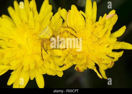 Araignée crabe (Thomisus onustus .), femme qui se cache pour la proie bien camouflée sur une fleur jaune, Allemagne Banque D'Images