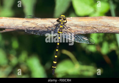 Sombre Goldenring, deux dents (Cordulegaster bidentatus Goldenring, Cordulegaster bidentata), homme, Allemagne Banque D'Images
