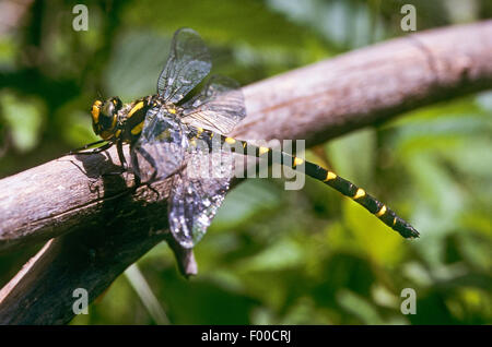 Sombre Goldenring, deux dents (Cordulegaster bidentatus Goldenring, Cordulegaster bidentata), homme, Allemagne Banque D'Images