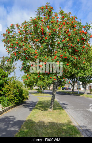 Sorbier des oiseleurs (Sorbus aucuparia), arbres au bord de la route dans un quartier résidentiel en Angleterre, Royaume-Uni. Portrait. La verticale. Banque D'Images
