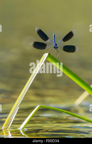 Blackwings bagués, bagués agrion, bagués (Calopteryx splendens, demoiselle Agrion splendens), sur la ceinture lame de roseau, ALLEMAGNE, Basse-Saxe Banque D'Images