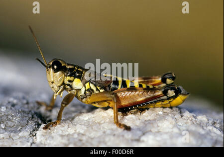 Brown mountain Podisma pedestris (sauterelles), sur une pierre, Allemagne Banque D'Images