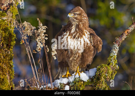 Eurasian buzzard (Buteo buteo), est assis sur une branche moussue, Suisse, Sankt Gallen Banque D'Images