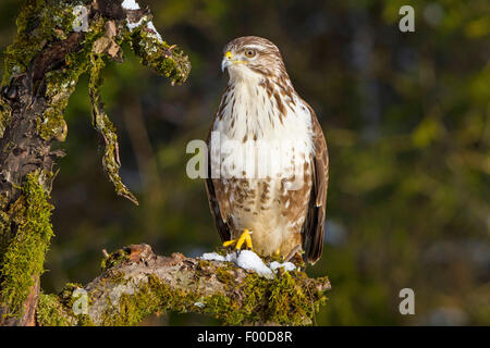 Eurasian buzzard (Buteo buteo), sur une branche moussue, Suisse, Sankt Gallen Banque D'Images