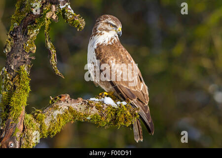 Eurasian buzzard (Buteo buteo), sur une branche moussue, Suisse, Sankt Gallen Banque D'Images