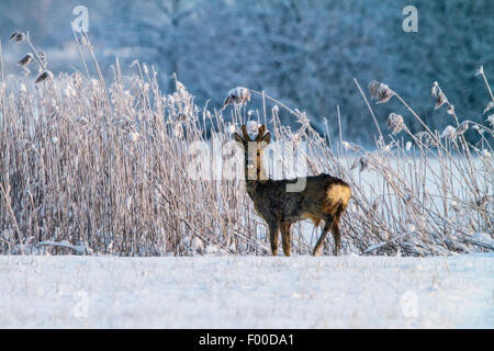 Le chevreuil (Capreolus capreolus), roe buck se trouve dans paysage de neige, Suisse, Sankt Gallen Banque D'Images