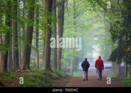 Deux promeneurs en forêt de hêtres, Belgique, Hallerbos Banque D'Images