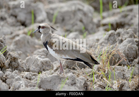 Le sud de sociable (vanellus chilensis) gardiennage d'un nid à proximité d'un champ de riz dans la campagne du Panama Banque D'Images