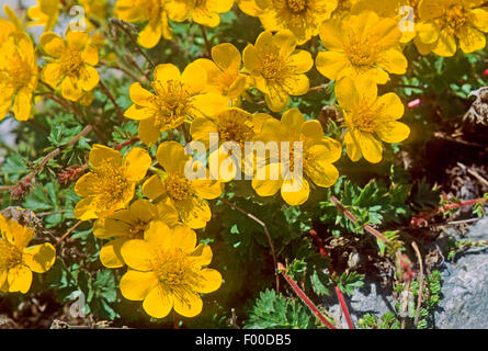 Creeping Avens (Geum reptans), blooming, Allemagne Banque D'Images