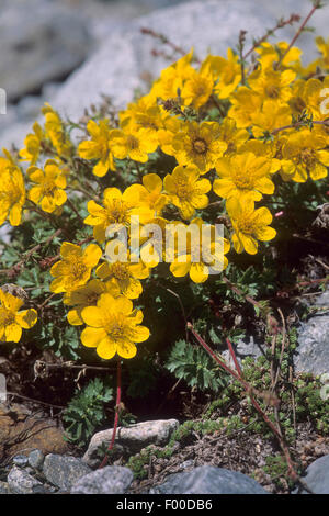 Creeping Avens (Geum reptans), blooming, Allemagne Banque D'Images