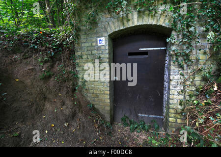 Chauve-souris protégées cave, réserve naturelle, Belgique Banque D'Images