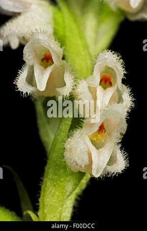 Le rampage Lady's-tresses, crotale Nain-plantain (Goodyera repens, Satyrium repens), fleurs, Allemagne Banque D'Images