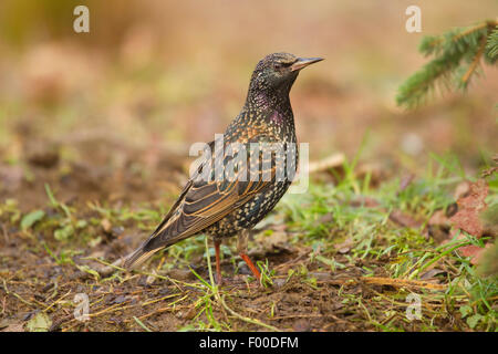 Étourneau sansonnet (Sturnus vulgaris), debout sur le terrain, en Allemagne, en Rhénanie du Nord-Westphalie Banque D'Images