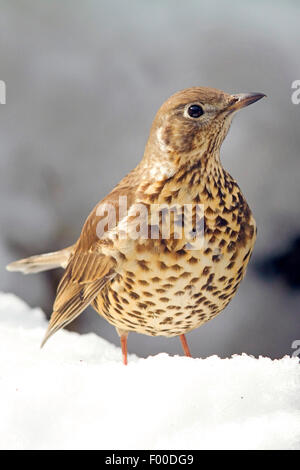 Mistle thrush (Turdus viscivorus mistle thrush), dans la neige, en Allemagne, en Rhénanie du Nord-Westphalie Banque D'Images